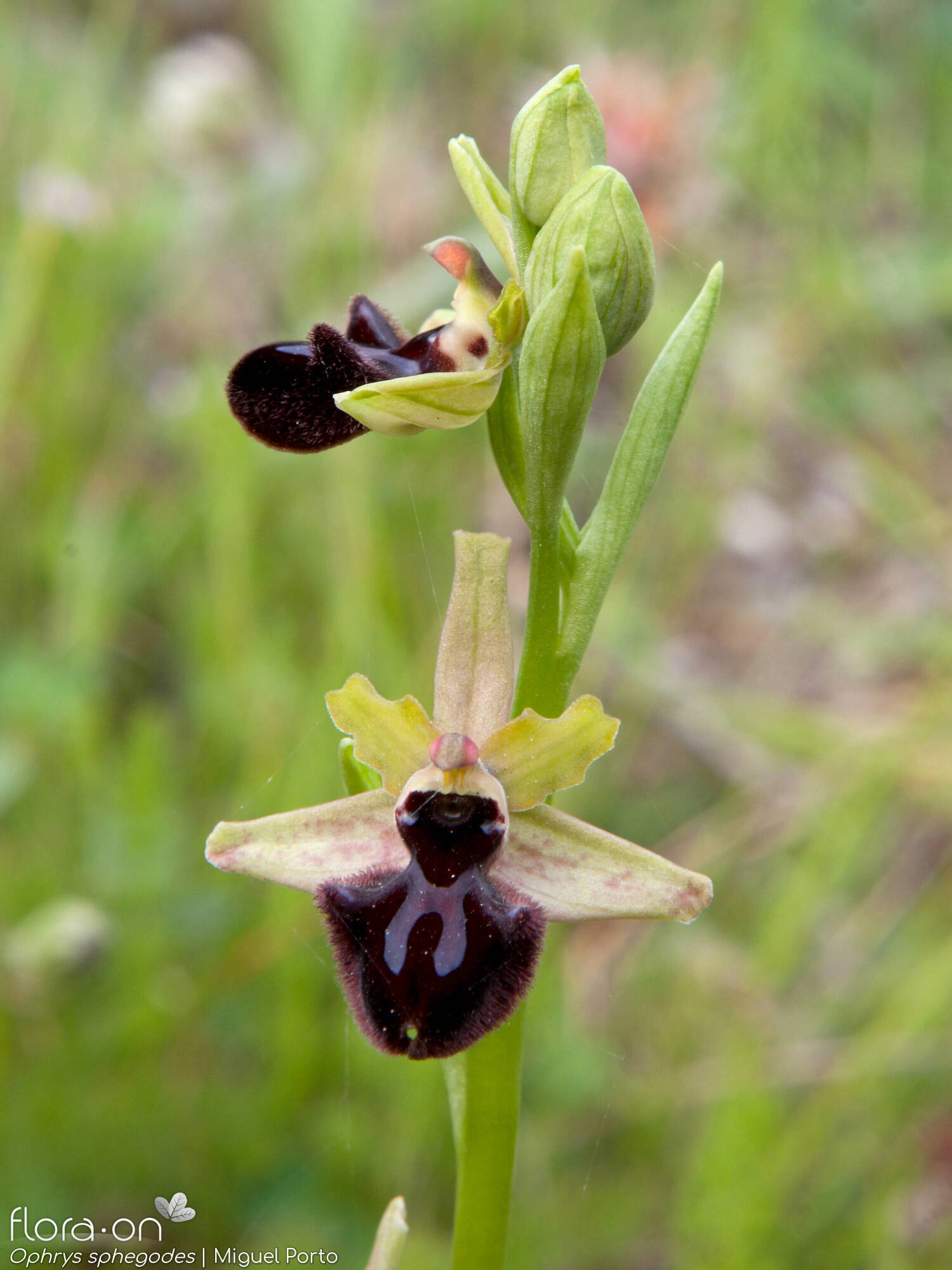 Ophrys sphegodes - Flor (geral) | Miguel Porto; CC BY-NC 4.0