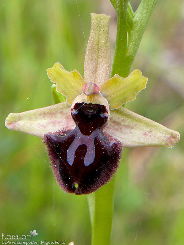 Ophrys sphegodes - Flor (close-up) | Miguel Porto; CC BY-NC 4.0