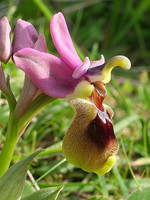 Ophrys tenthredinifera-(2)