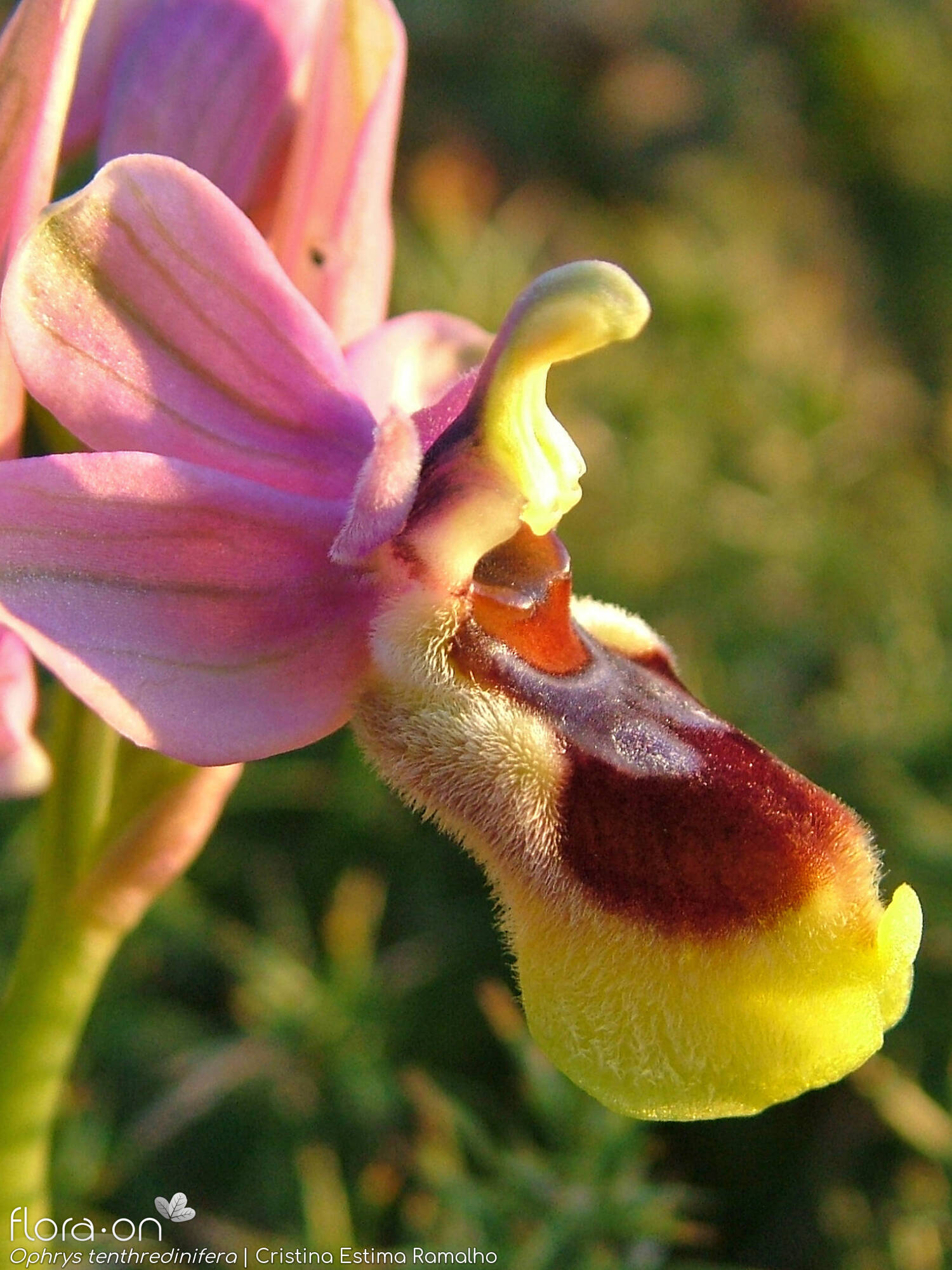Ophrys tenthredinifera-(2) - Flor (close-up) | Cristina Estima Ramalho; CC BY-NC 4.0