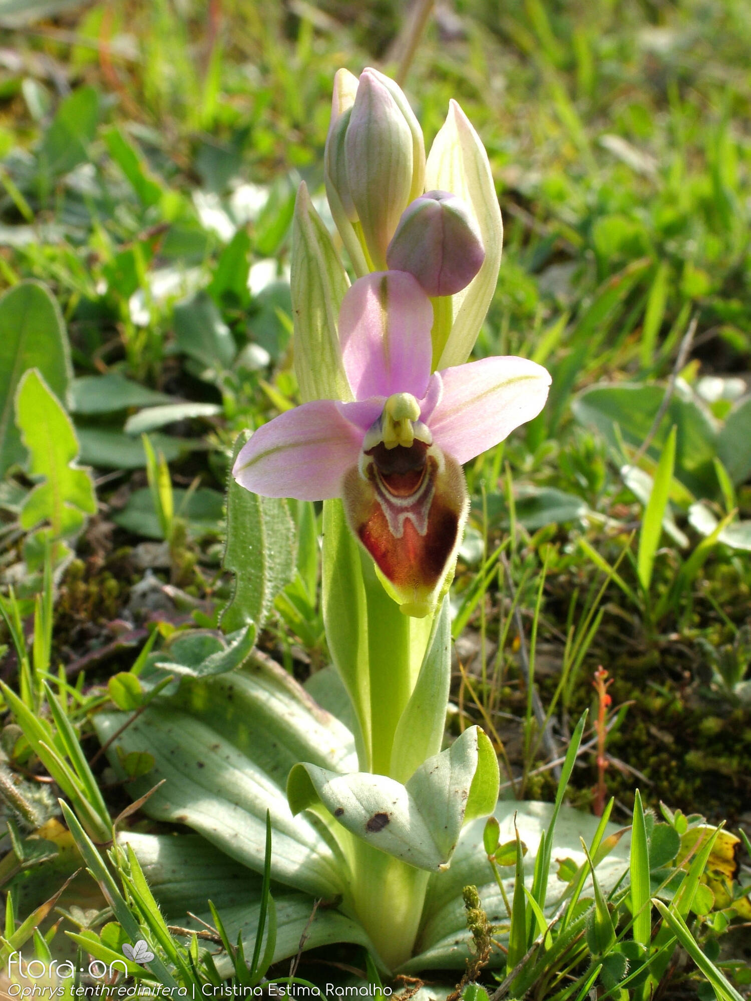 Ophrys tenthredinifera-(2) - Hábito | Cristina Estima Ramalho; CC BY-NC 4.0