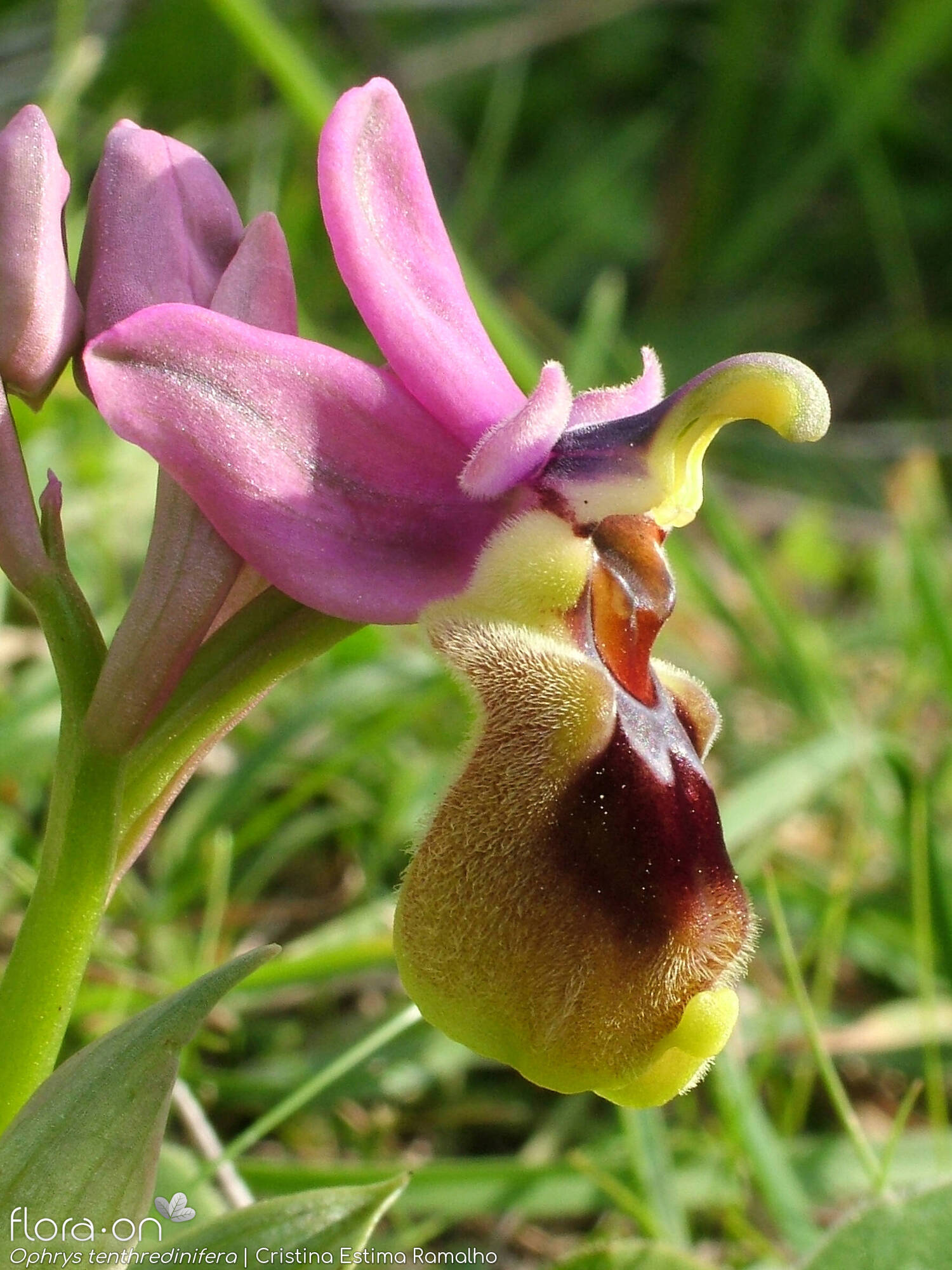 Ophrys tenthredinifera-(2) - Flor (close-up) | Cristina Estima Ramalho; CC BY-NC 4.0