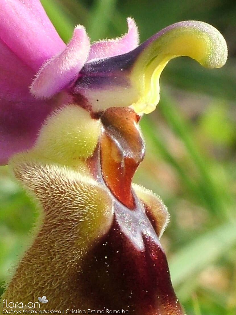 Ophrys tenthredinifera-(2) - Estruturas reprodutoras | Cristina Estima Ramalho; CC BY-NC 4.0
