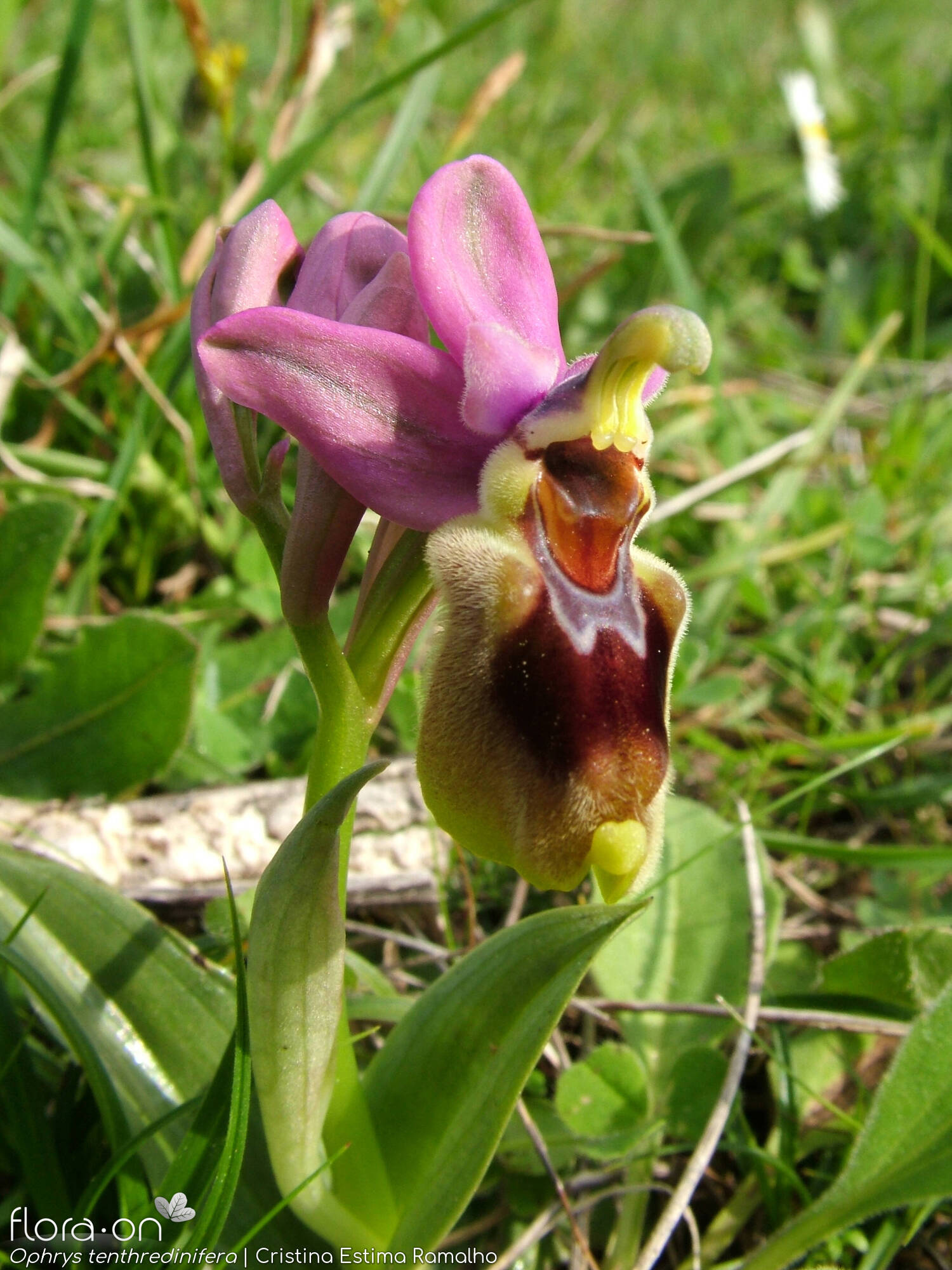 Ophrys tenthredinifera-(2) - Flor (geral) | Cristina Estima Ramalho; CC BY-NC 4.0