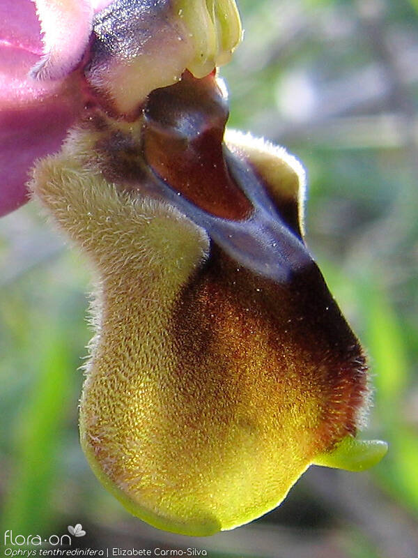 Ophrys tenthredinifera - Flor (close-up) | Elizabete Carmo-Silva; CC BY-NC 4.0