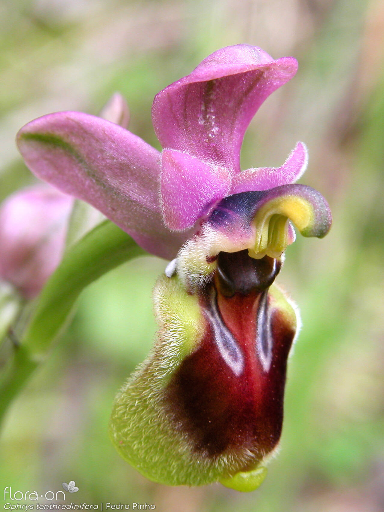 Ophrys tenthredinifera - Flor (close-up) | Pedro Pinho; CC BY-NC 4.0