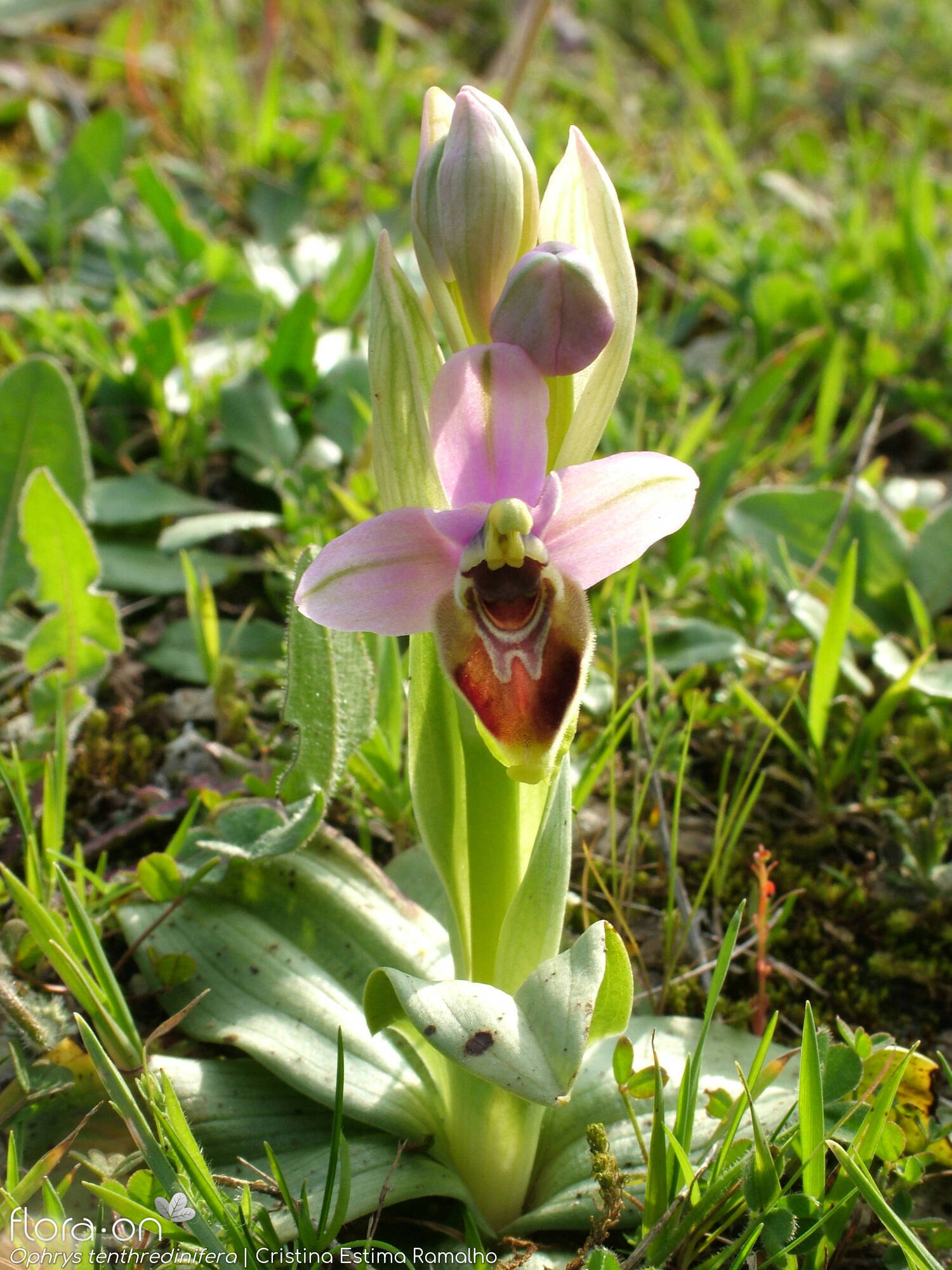 Ophrys tenthredinifera - Hábito | Cristina Estima Ramalho; CC BY-NC 4.0