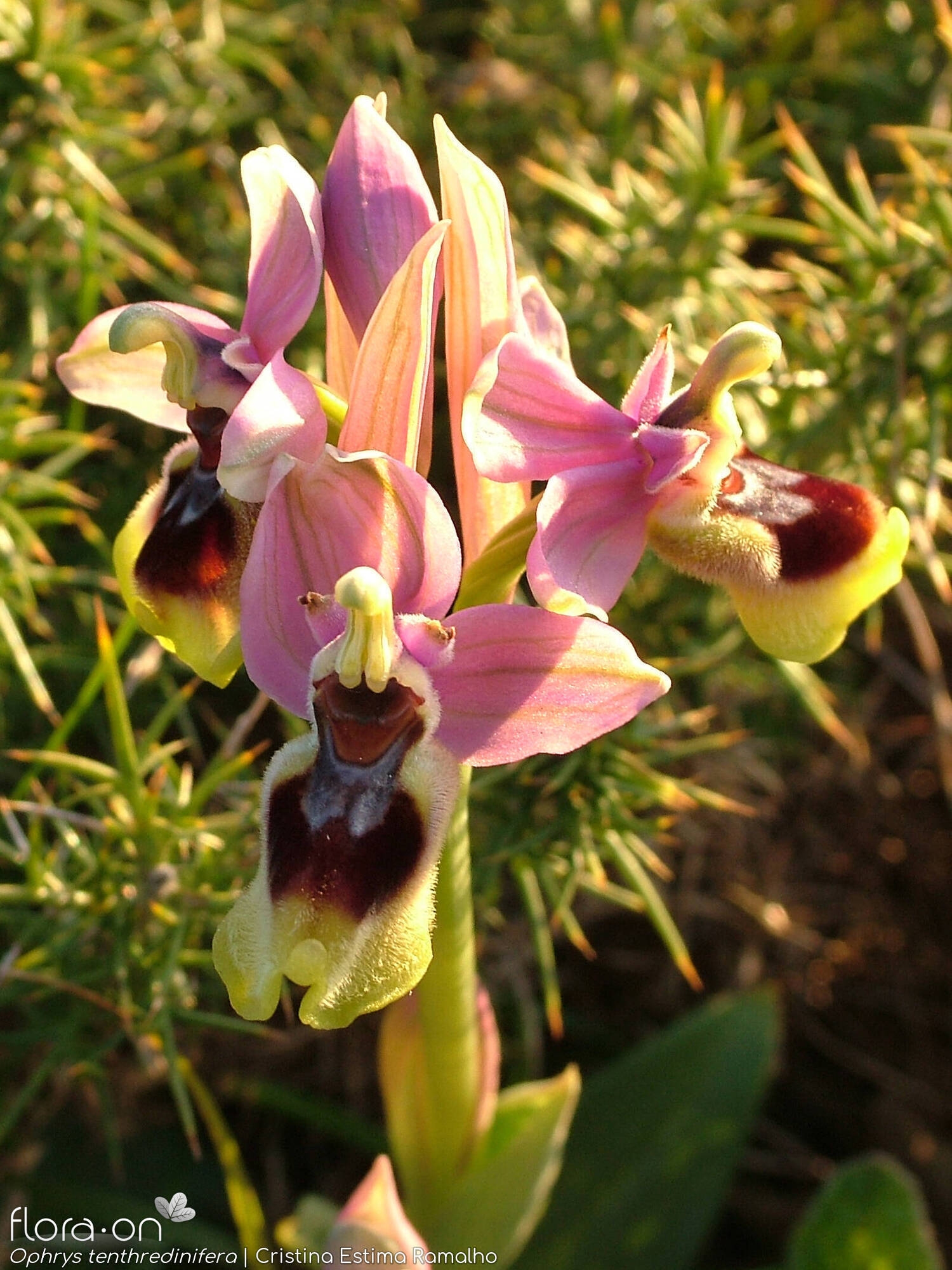 Ophrys tenthredinifera - Flor (geral) | Cristina Estima Ramalho; CC BY-NC 4.0