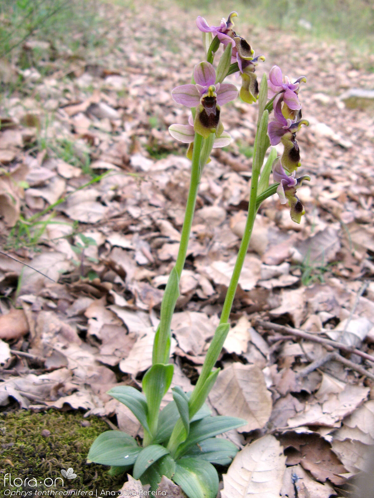 Ophrys tenthredinifera - Hábito | Ana Júlia Pereira; CC BY-NC 4.0