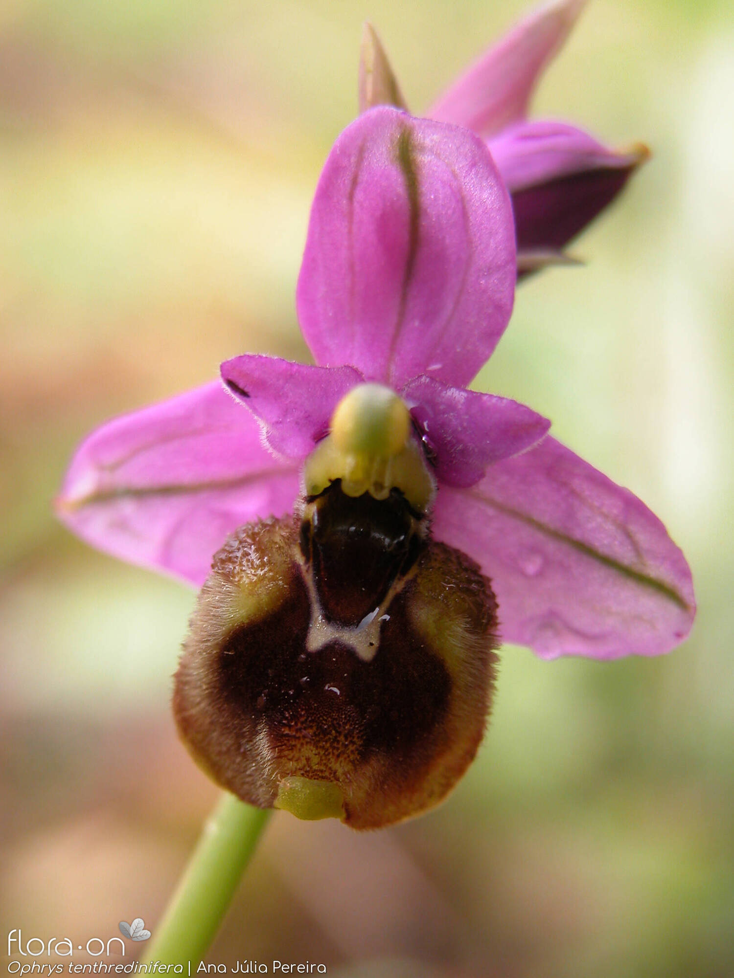 Ophrys tenthredinifera - Flor (close-up) | Ana Júlia Pereira; CC BY-NC 4.0