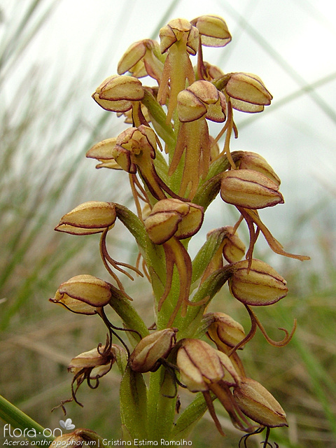 Orchis anthropophora - Flor (geral) | Cristina Estima Ramalho; CC BY-NC 4.0