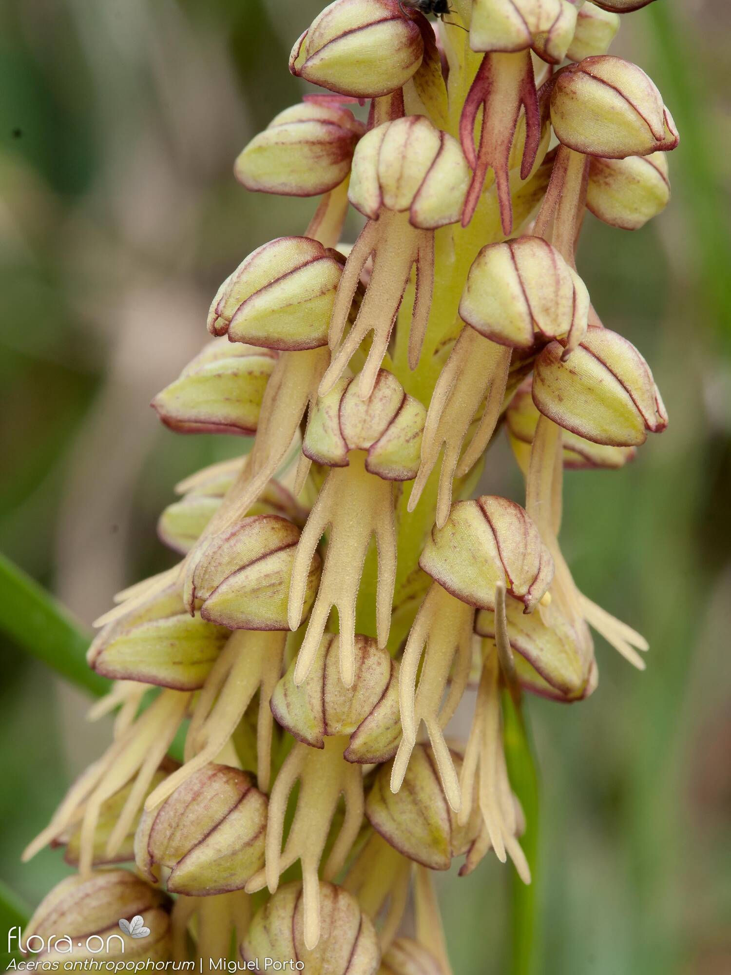 Orchis anthropophora - Flor (geral) | Miguel Porto; CC BY-NC 4.0