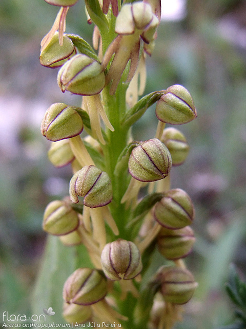 Orchis anthropophora - Flor (geral) | Ana Júlia Pereira; CC BY-NC 4.0