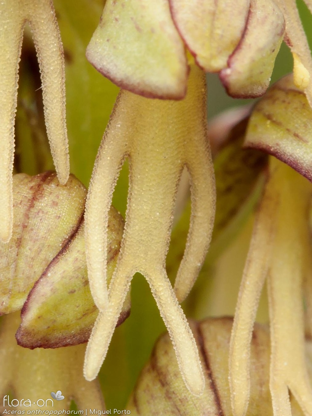 Orchis anthropophora - Flor (close-up) | Miguel Porto; CC BY-NC 4.0