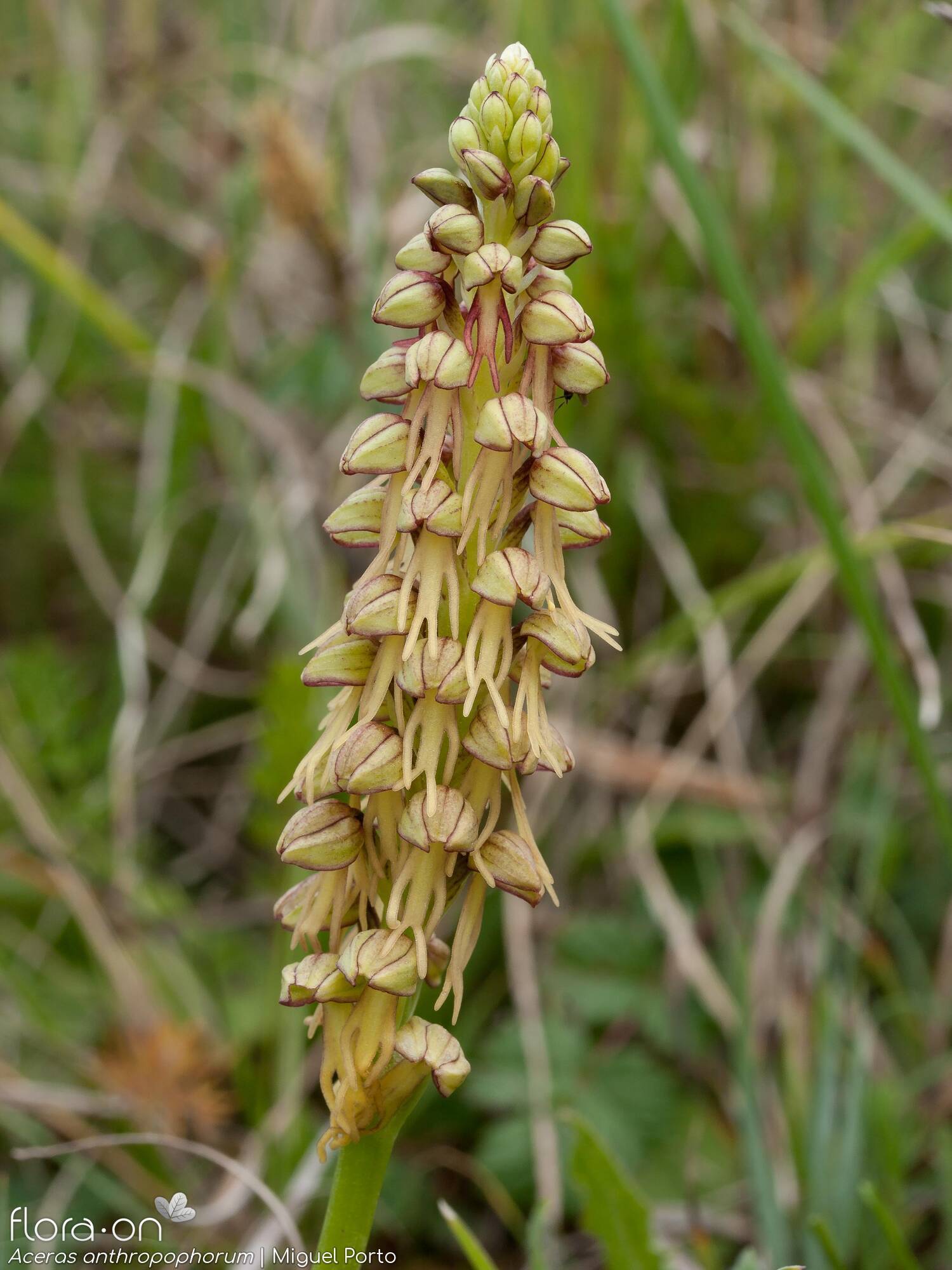 Orchis anthropophora - Flor (geral) | Miguel Porto; CC BY-NC 4.0