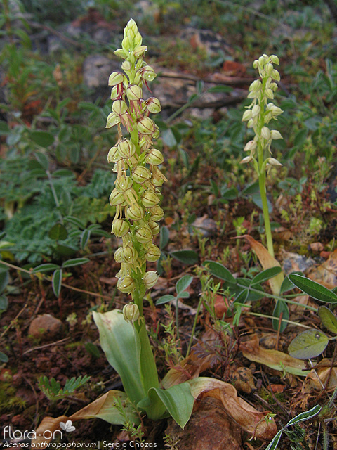 Orchis anthropophora - Hábito | Sergio Chozas; CC BY-NC 4.0