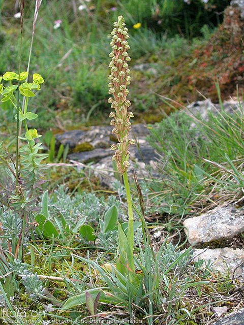 Orchis anthropophora - Hábito | João Domingues Almeida; CC BY-NC 4.0