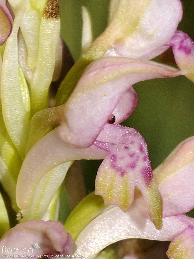 Orchis coriophora - Flor (close-up) | Paulo Ventura Araújo; CC BY-NC 4.0