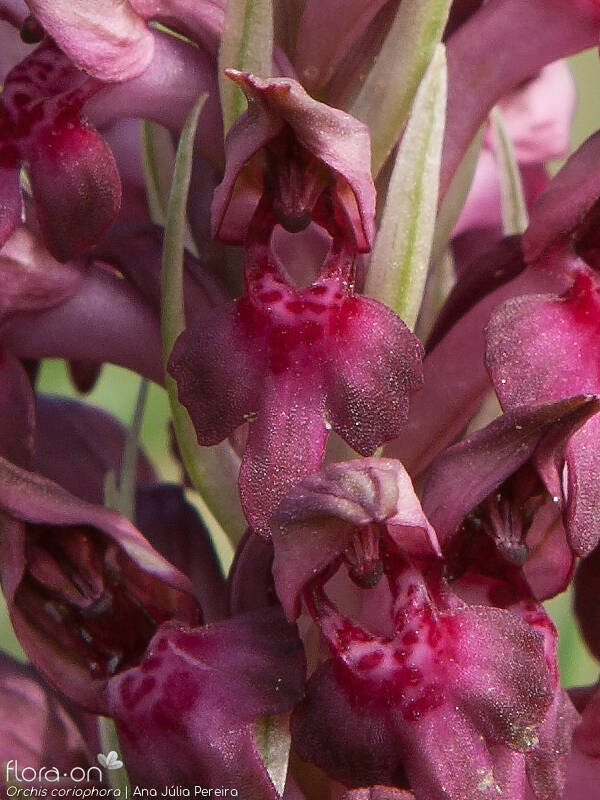 Orchis coriophora - Flor (close-up) | Ana Júlia Pereira; CC BY-NC 4.0