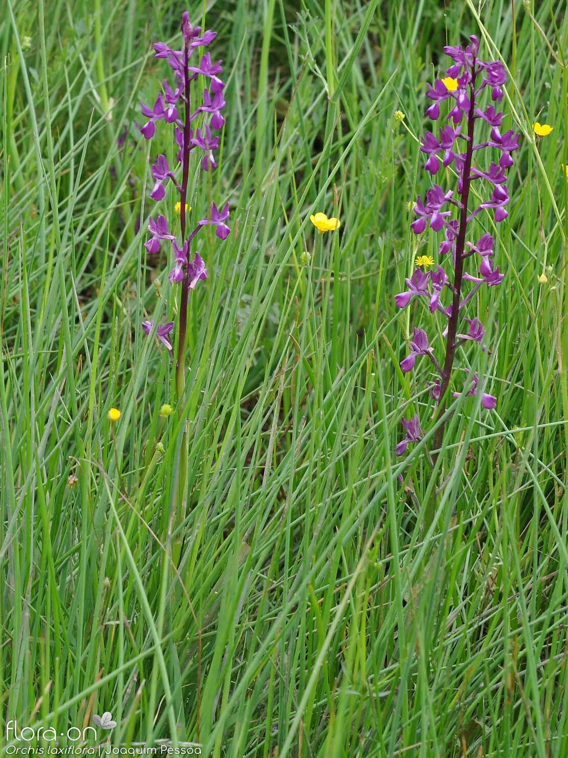 Orchis laxiflora - Hábito | Joaquim Pessoa; CC BY-NC 4.0