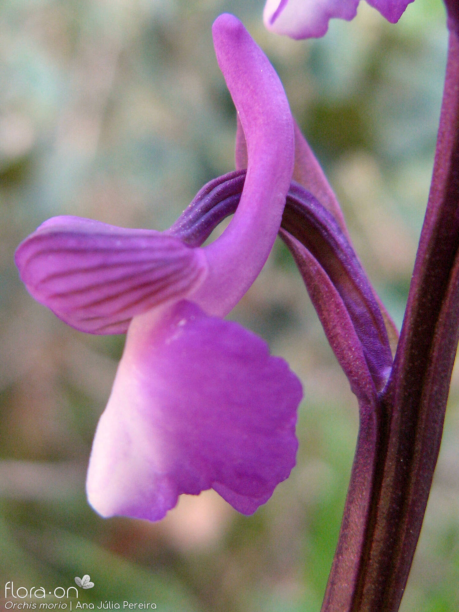 Orchis morio - Flor (close-up) | Ana Júlia Pereira; CC BY-NC 4.0