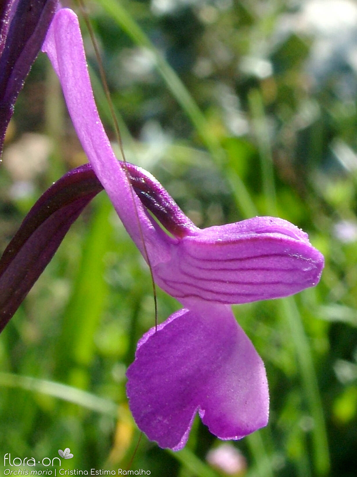 Orchis morio - Flor (close-up) | Cristina Estima Ramalho; CC BY-NC 4.0