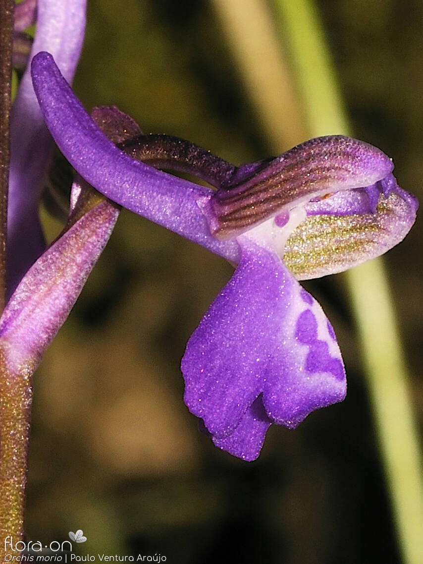 Orchis morio - Flor (close-up) | Paulo Ventura Araújo; CC BY-NC 4.0