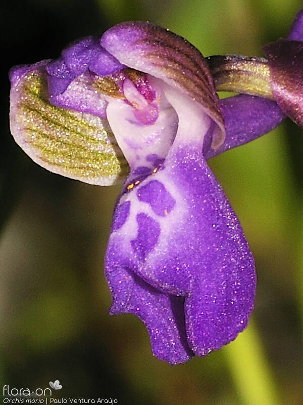 Orchis morio - Flor (close-up) | Paulo Ventura Araújo; CC BY-NC 4.0