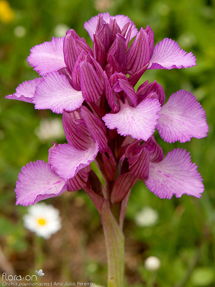 Orchis papilionacea - Flor (geral) | Ana Júlia Pereira; CC BY-NC 4.0