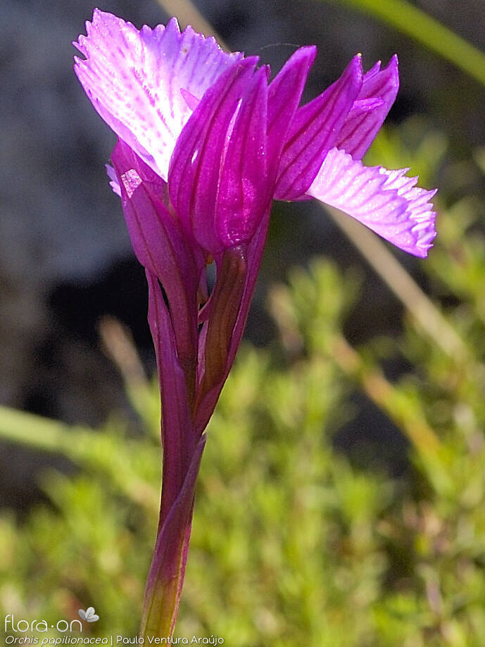 Orchis papilionacea - Flor (geral) | Paulo Ventura Araújo; CC BY-NC 4.0