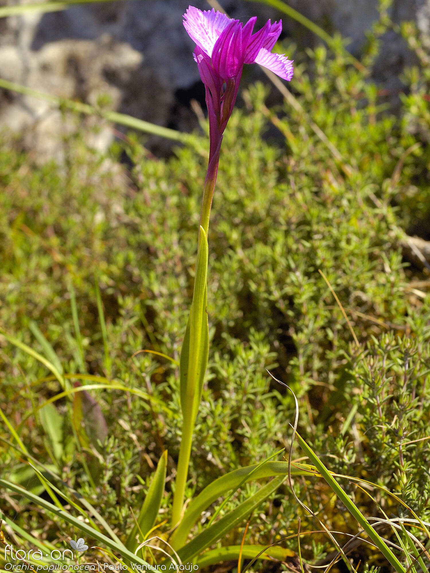 Orchis papilionacea - Hábito | Paulo Ventura Araújo; CC BY-NC 4.0