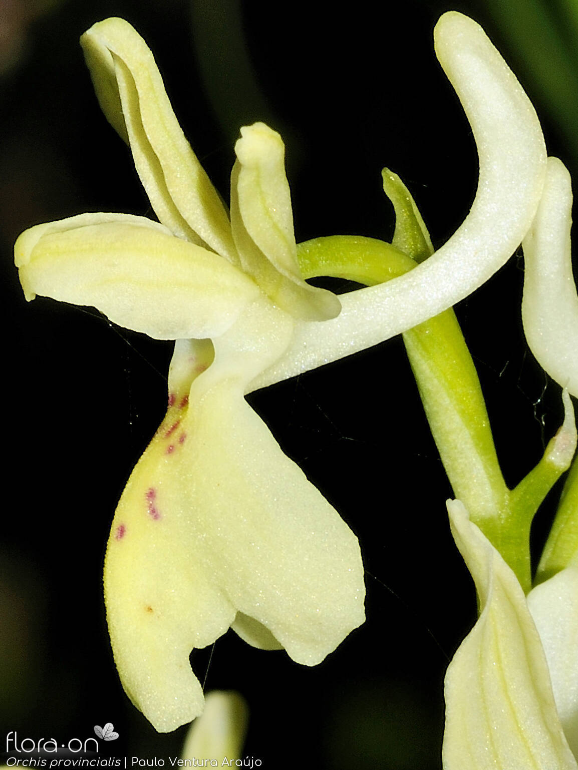 Orchis provincialis - Flor (close-up) | Paulo Ventura Araújo; CC BY-NC 4.0