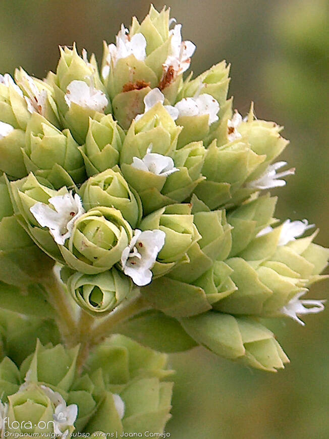 Origanum vulgare virens - Flor (close-up) | Joana Camejo; CC BY-NC 4.0