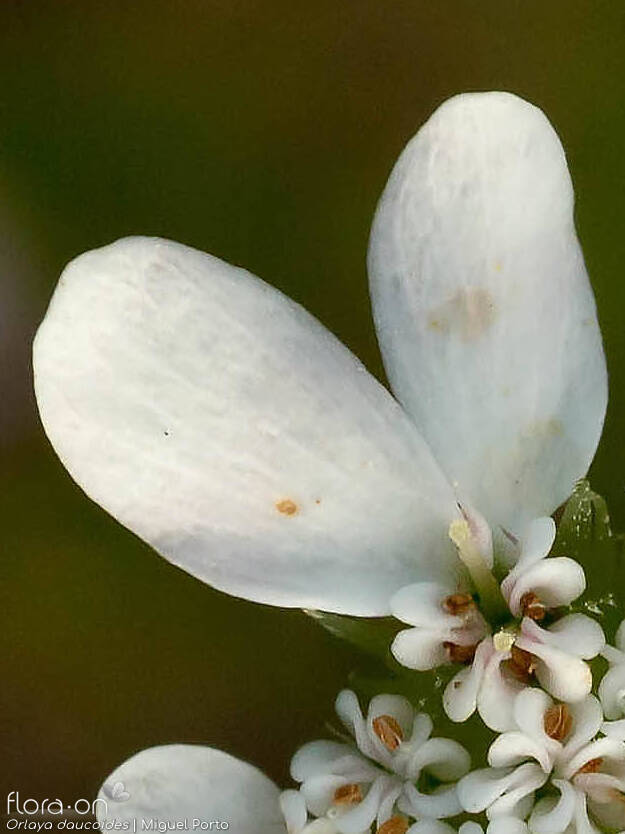 Orlaya daucoides - Flor (close-up) | Miguel Porto; CC BY-NC 4.0