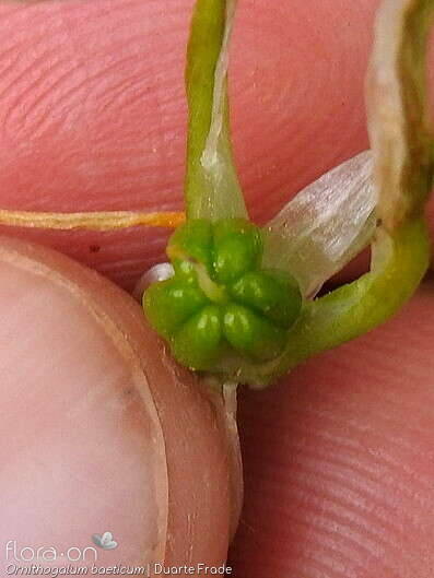 Ornithogalum baeticum - Fruto | Duarte Frade; CC BY-NC 4.0