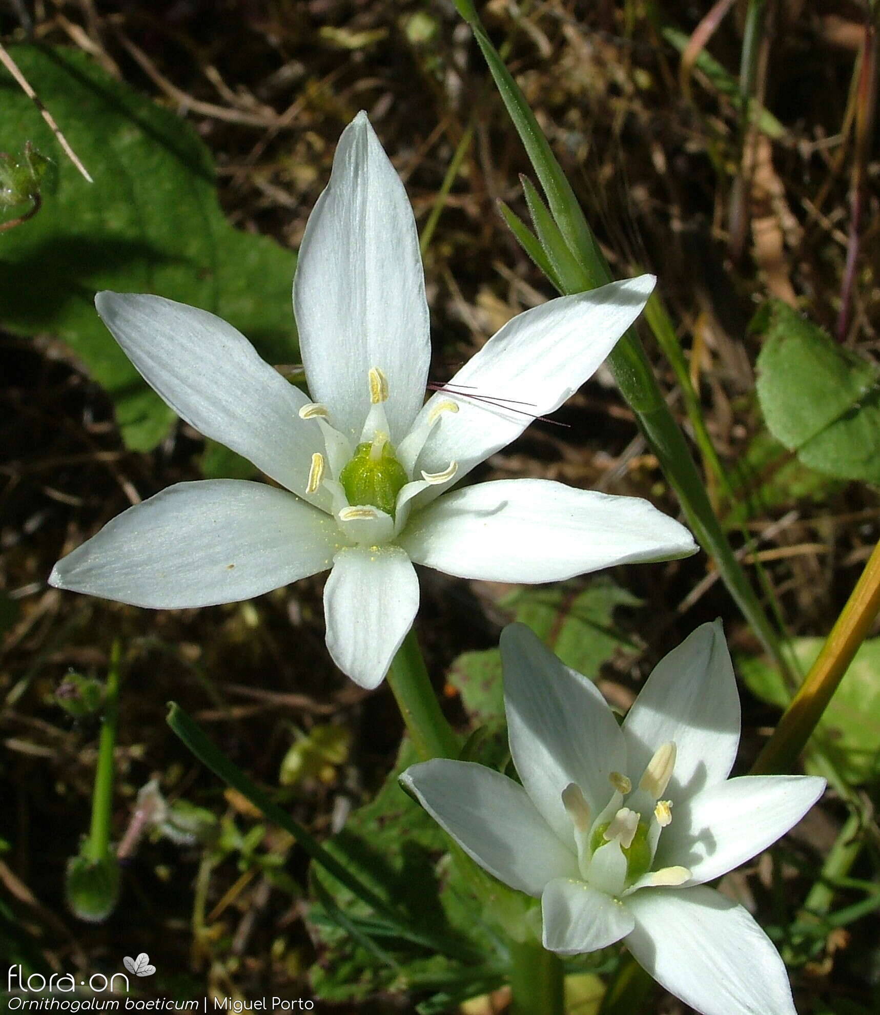 Ornithogalum baeticum - Flor (close-up) | Miguel Porto; CC BY-NC 4.0