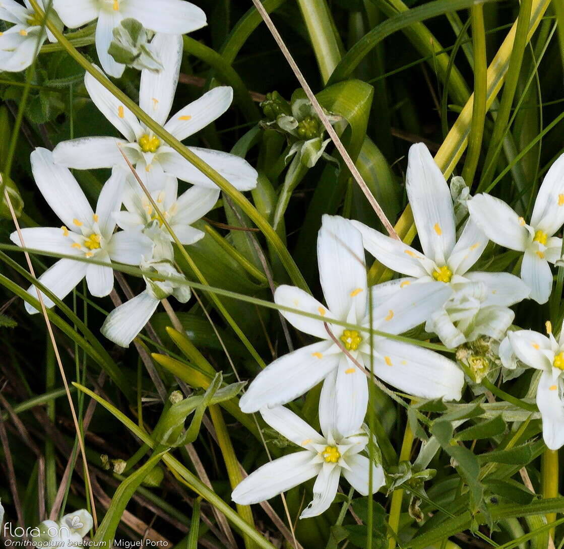 Ornithogalum baeticum - Flor (close-up) | Miguel Porto; CC BY-NC 4.0