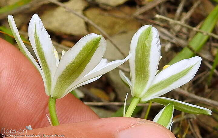 Ornithogalum baeticum - Flor (close-up) | Duarte Frade; CC BY-NC 4.0