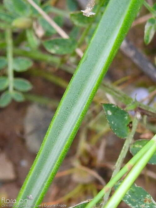Ornithogalum baeticum - Folha | Duarte Frade; CC BY-NC 4.0