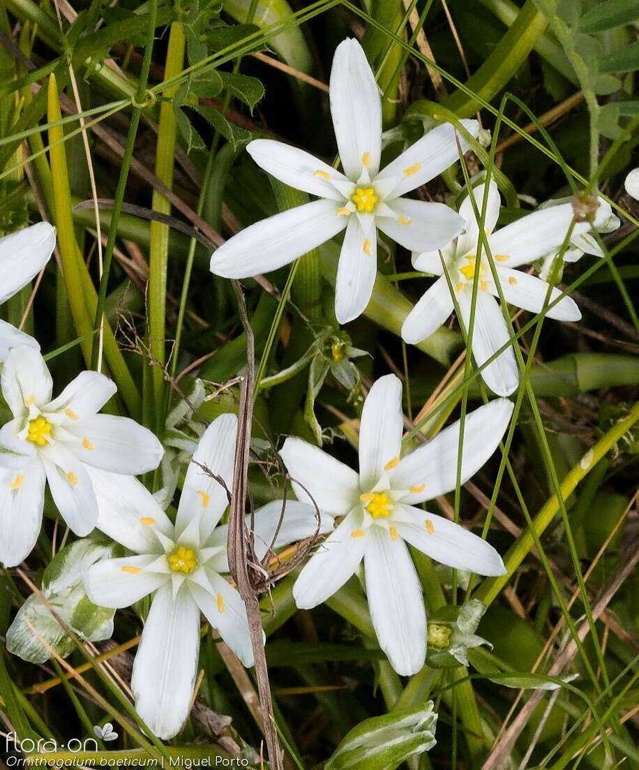 Ornithogalum baeticum - Flor (close-up) | Miguel Porto; CC BY-NC 4.0