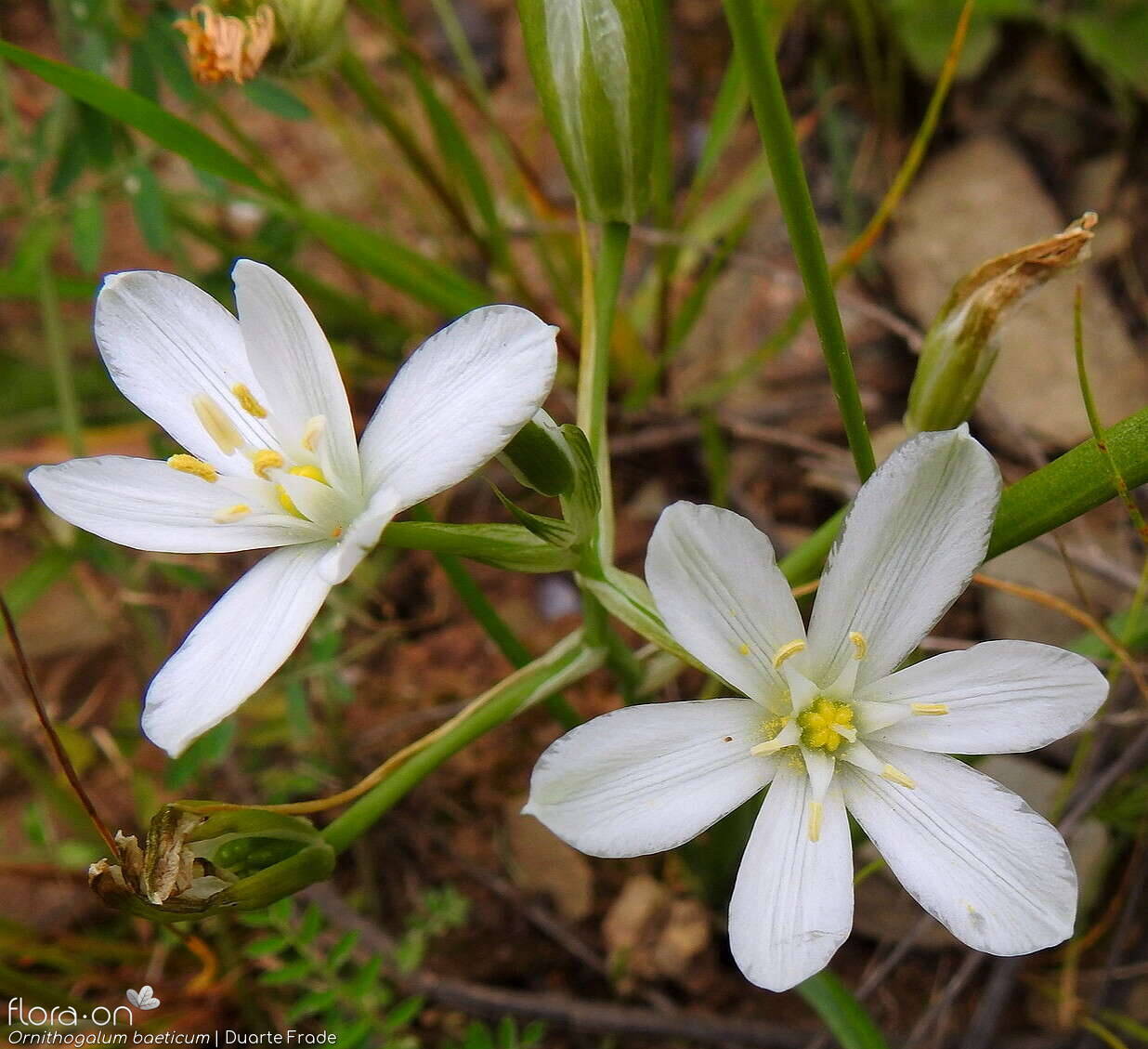 Ornithogalum baeticum - Flor (close-up) | Duarte Frade; CC BY-NC 4.0