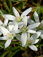 Ornithogalum bourgaeanum