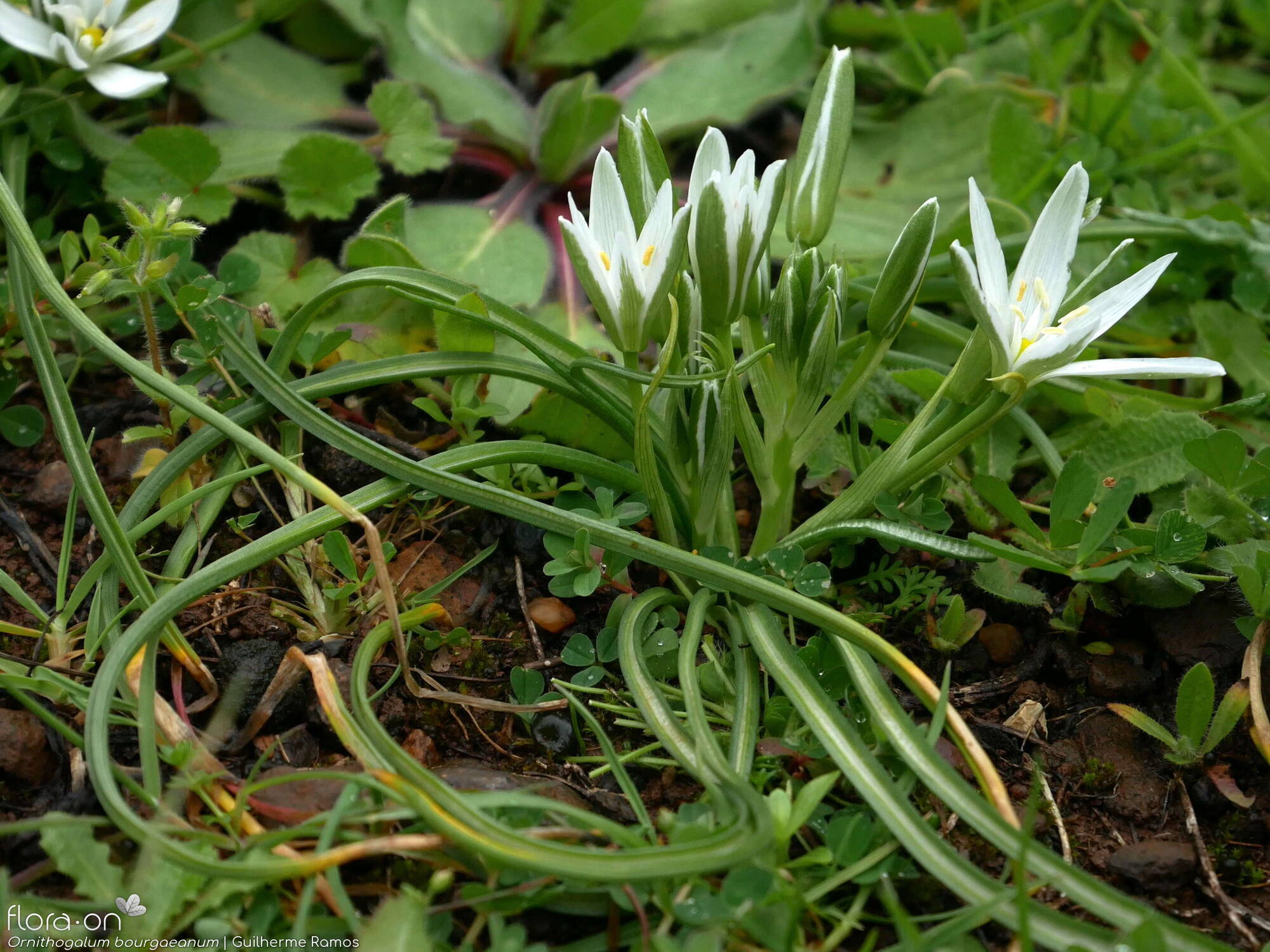 Ornithogalum bourgaeanum - Hábito | Guilherme Ramos; CC BY-NC 4.0