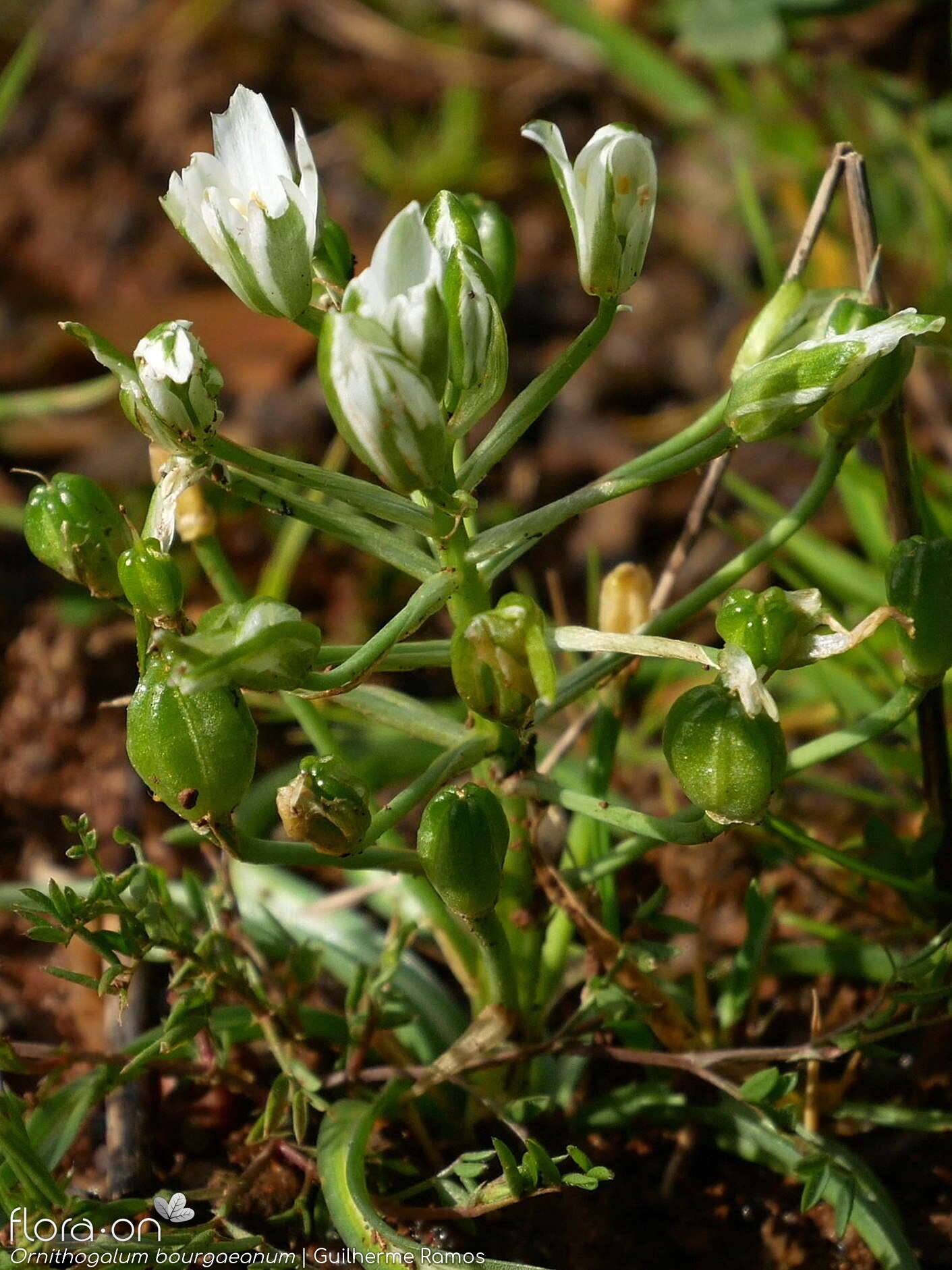 Ornithogalum bourgaeanum - Fruto | Guilherme Ramos; CC BY-NC 4.0