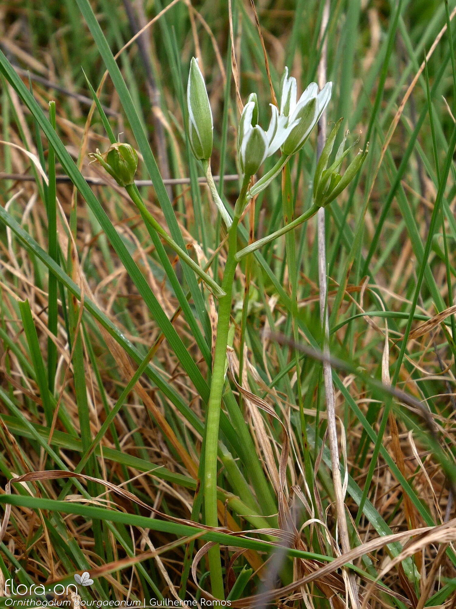 Ornithogalum bourgaeanum - Hábito | Guilherme Ramos; CC BY-NC 4.0