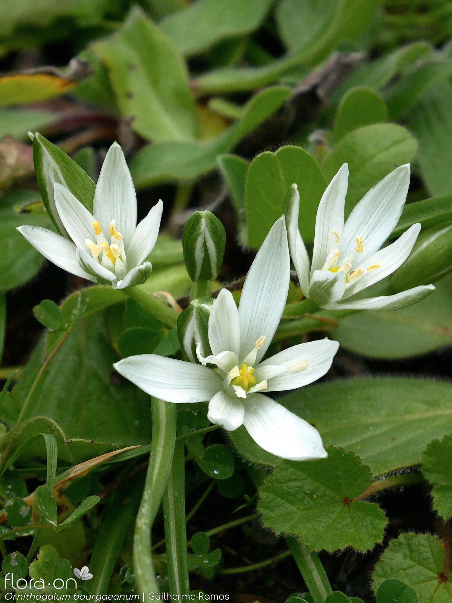 Ornithogalum bourgaeanum - Flor (geral) | Guilherme Ramos; CC BY-NC 4.0