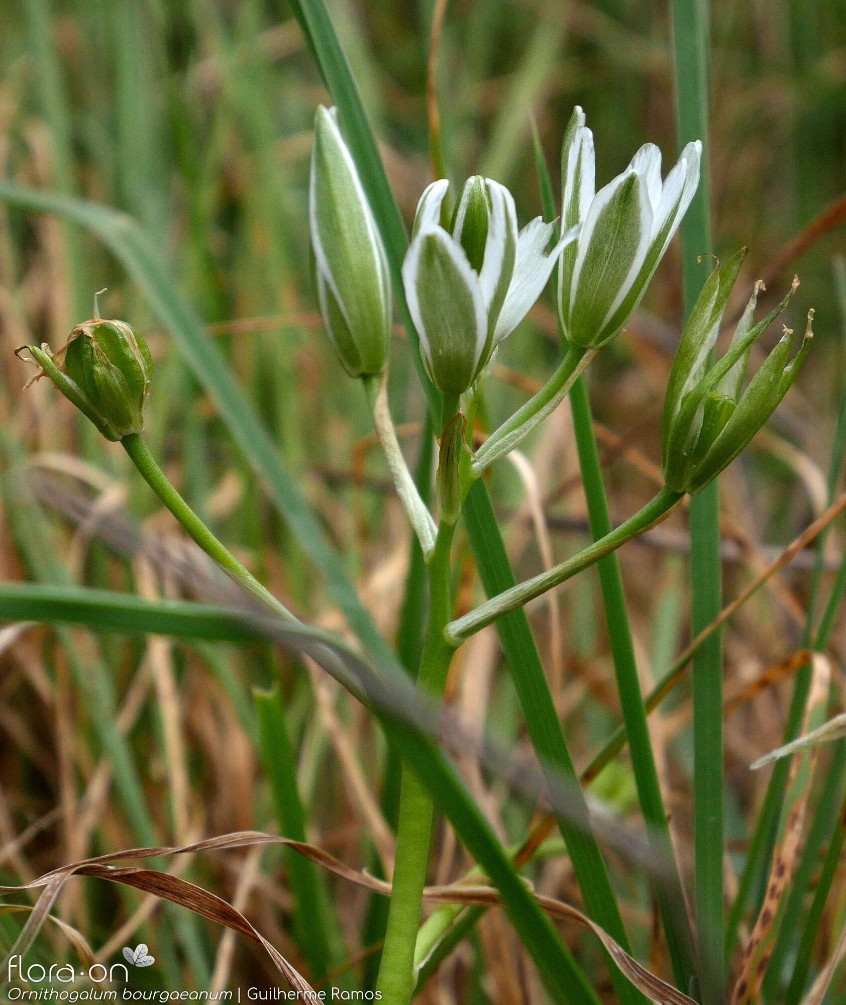 Ornithogalum bourgaeanum - Flor (geral) | Guilherme Ramos; CC BY-NC 4.0