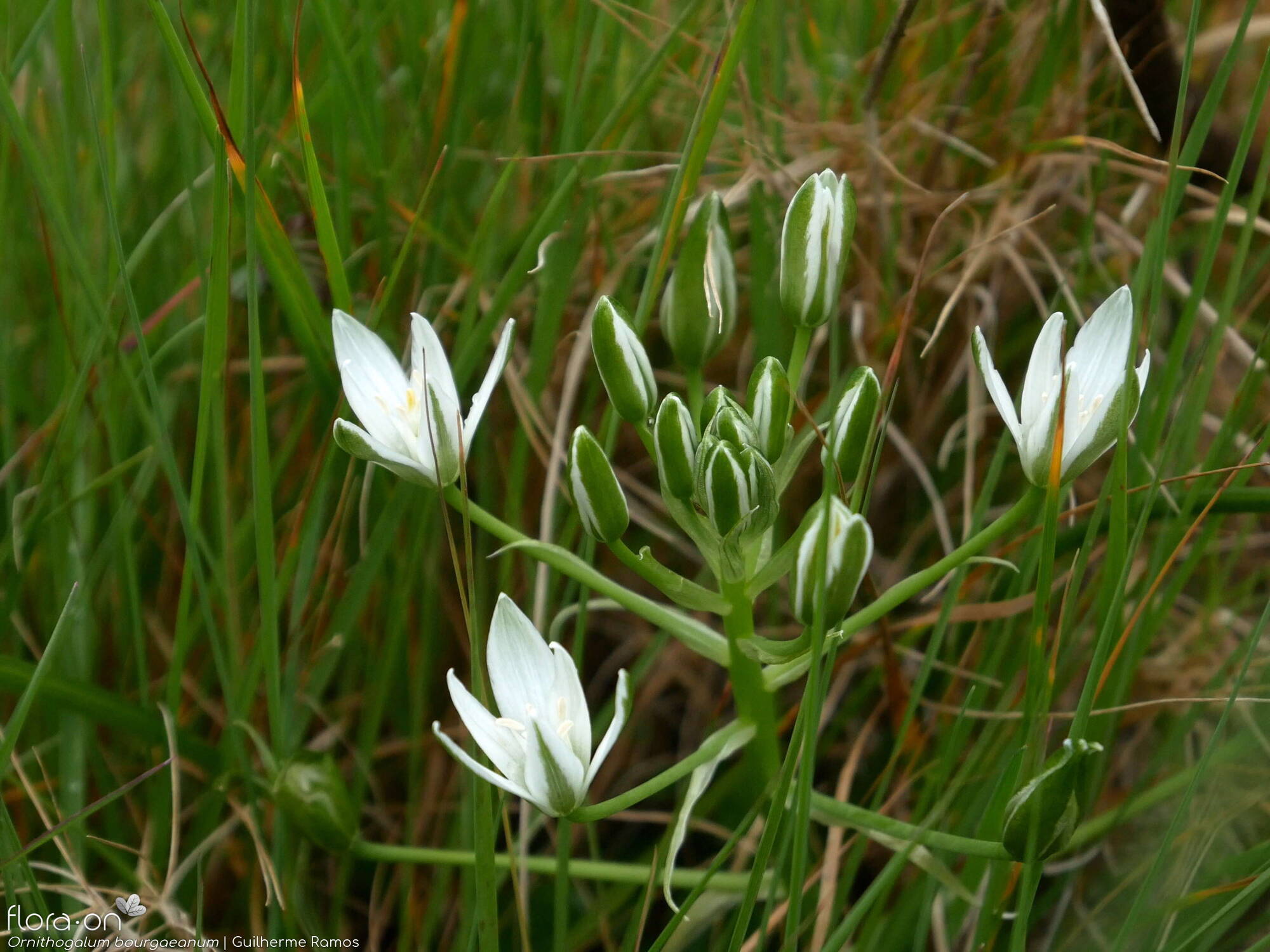 Ornithogalum bourgaeanum - Flor (geral) | Guilherme Ramos; CC BY-NC 4.0