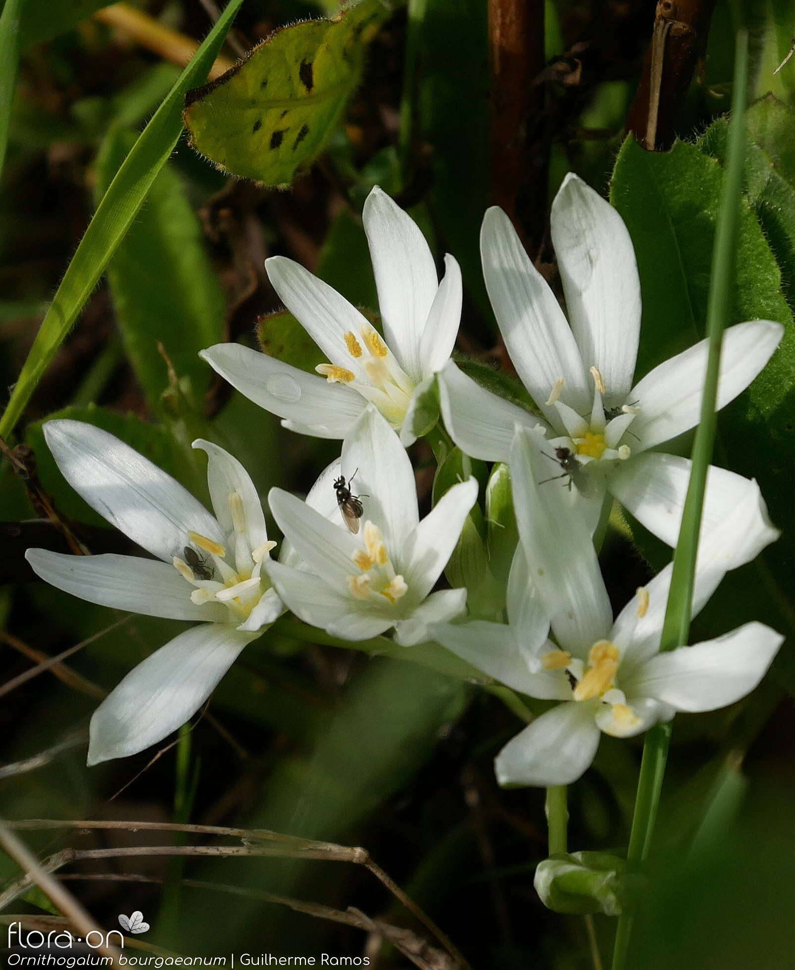 Ornithogalum bourgaeanum - Flor (geral) | Guilherme Ramos; CC BY-NC 4.0