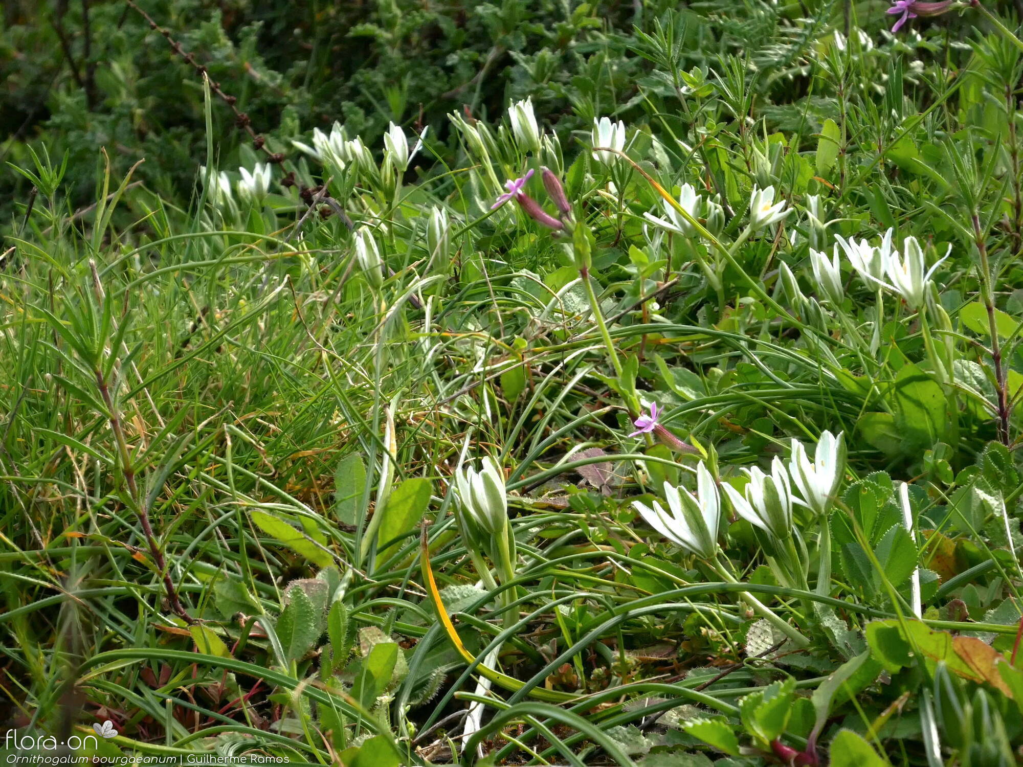 Ornithogalum bourgaeanum - Habitat | Guilherme Ramos; CC BY-NC 4.0